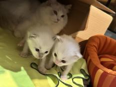 2 chatons males ragdoll  rserver