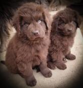 Chiots terre neuve marron lof