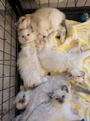 Chatons ragdoll loof