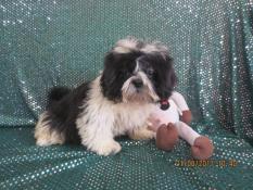 Adorable petit mle shih tzu  vendre lof