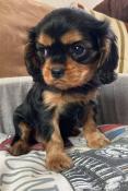 Chiot cavalier king charles noir/feu et ruby