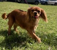 Jeune et beau male cavalier king charles ruby