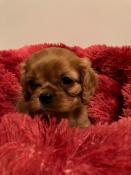 Chiot femelle cavalier king charles ruby