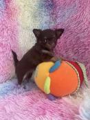 Chiots chihuahua lof poil long petit gabarit