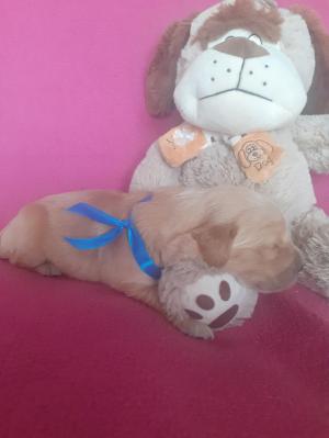 Chiot mle golden retriever