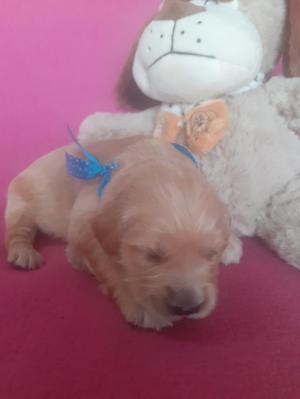 Chiot mle golden retriever