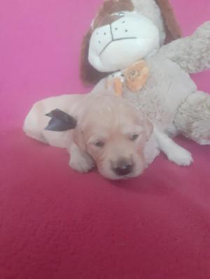 Chiot femelle golden retriever