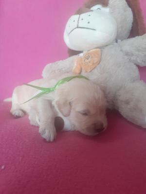 Chiot femelle golden retriever