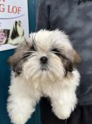 Chiots  shih tzu lof