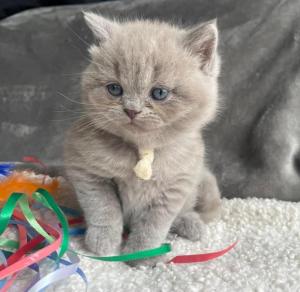 Chaton mle british shorthair