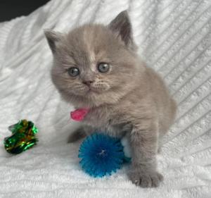 Chaton femelle british shorthair