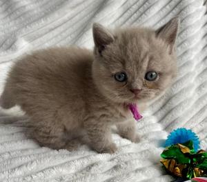 Chaton femelle british shorthair