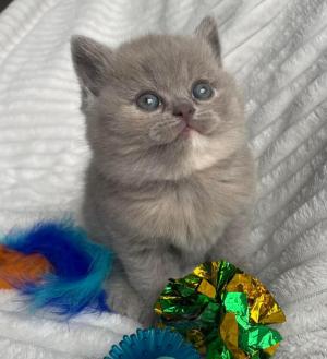 Chaton femelle british shorthair