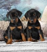 Superbes chiots dobermann lof