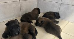 Chiots berger belge malinois