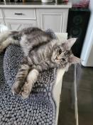 Chatons maine coon loof  adopter