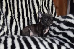 Chiot bouledogue franais lof disponible