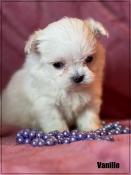 A rserver,vanille,superbe femelle bichon maltais,petit sujet,lof