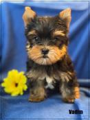 A rserver,vadim,superbe mle yorkshire terrier, petit sujet,lof