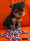 A rserver,vanessa, superbe femelle yorkshire terrier, petit sujet,lof