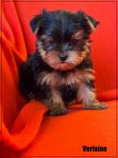 A rserver, verlaine,superbe mle yorkshire terrier, petit sujet,lof