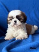 A rserver,vinner,superbe mle shih tzu ,fauve et blanc,lof