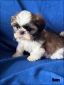 A rserver,vans,superbe mle shih tzu ,fauve et blanc,lof