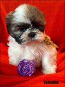 A rserver,valentine,superbe femelle shih tzu ,fauve et blanc,lof