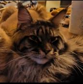 Magnifique maine coon brown blotched tabby