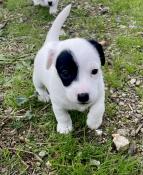 Chiot cjack russell terrier lof