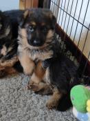 Magnifique chiots berger allemand lof poil court