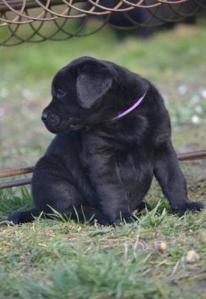 Chiot femelle labrador retriever