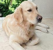 Vente  chiots golden