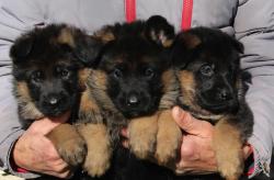 Chiots bergers allemand