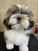 Superbes chiots shih tzu  rserver