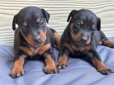 Chiot pinscher nain lof