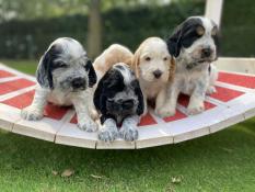 Chiots cocker anglais lof