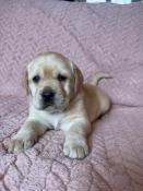 Chiots labrador sable inscrit au lof