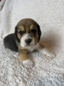 Chiots beagle inscrit au lof