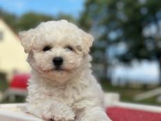 Chiots bichon friss lof