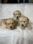 Chiots golden retriever lof