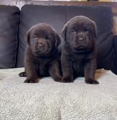 Chiots labrador chocolat lof