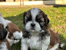 Chiots shih tzu lof