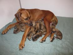 Naissances de 12 bbs rhodesian ridgeback lof le 08 janvier 2025