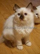 1 male 2 femelle chatons sacr de birmanie loof livraison  reserver