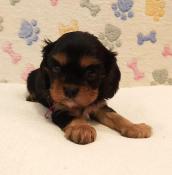 Chiots cavalier king charles lof