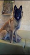 Chiots bergers belges tervuerens slectionns lof - origine malinoise