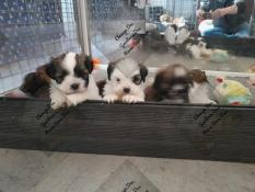 Bebes lhassa apso lof disponible a la rservation