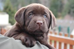 Magnifique chiot labrador noire lof