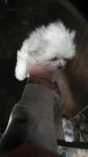 Chiots d,apparence bichon maltais